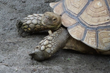 big sulcata turtle in the groung