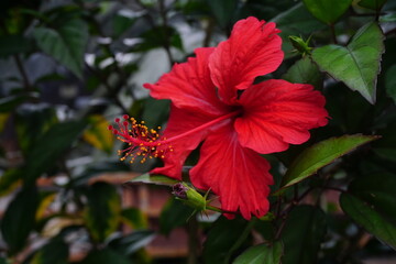 red hibiscus flower are blooming
