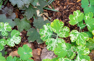 Columbine leafminers white winding streaks