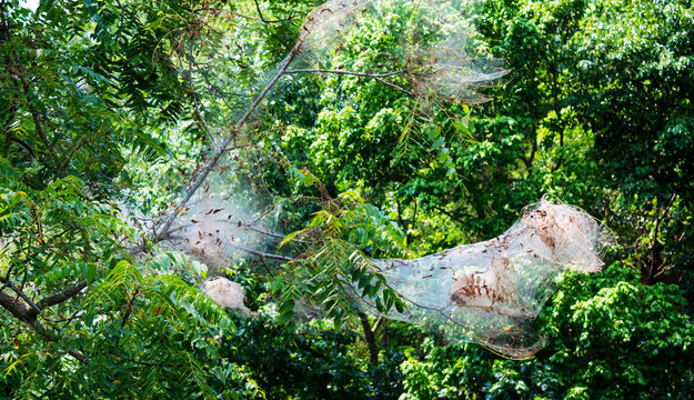 Branches of webworms