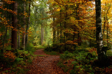 Fototapeta premium Autumn forest