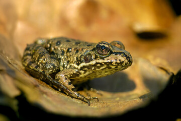Portrait of a young Lowland frog among Oak dead leaves in a forest path. Pelophylax ridibundus,...