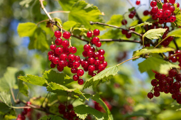 Red currant berries macro view