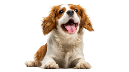 Happy Cavalier King Charles Spaniel with a joyful expression