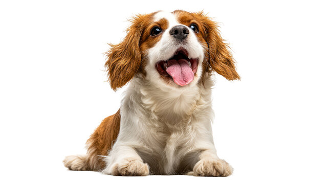 Happy Cavalier King Charles Spaniel with a joyful expression