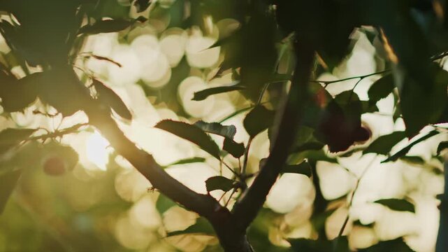 Close up of red cherries on a tree with the sun peaking through the leaves