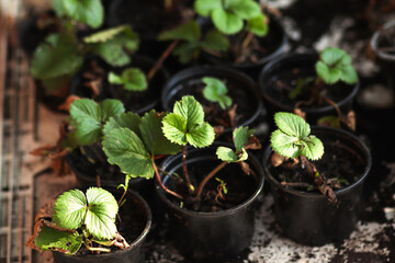A vibrant, healthy young strawberry plant with lush green leaves, thriving in a small black pot....