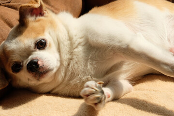 chihuahua puppy sleeping