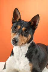 Portrait basenji dog on colored background in studio