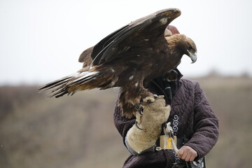 A hunter releases his tame golden eagle into a field onto a stuffed fox in Kazakhstan