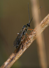 Spike-foot Ichneumonid wasp Odontocolon sitting on a dry plant stem