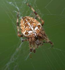 European garden spider or cross orbweaver Araneus diadematus sitting on its web waiting for a prey