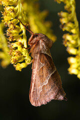 moth orange swift Triodia sylvina sitting hanging on a wild flower