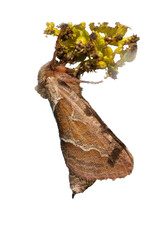 moth orange swift Triodia sylvina sitting hanging on a wild flower, white background