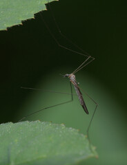 crane fly or daddy longlegs Tipula hanging on leaves
