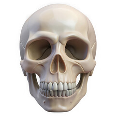 3d realistic human skull isolated on transparent background