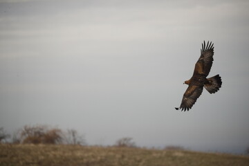 The Central Asian golden eagle is one of the largest representatives of its species.	