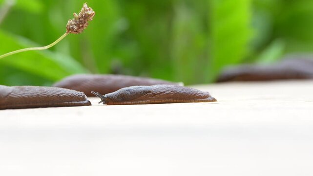 Arion Vulgaris aka Spanish slug. The most Invading vermin animal in Czech republic.	
