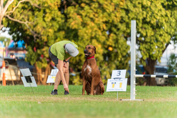 Dog obedience competition at the Royal Darwin Show 2025. Northern Territory, Australia.