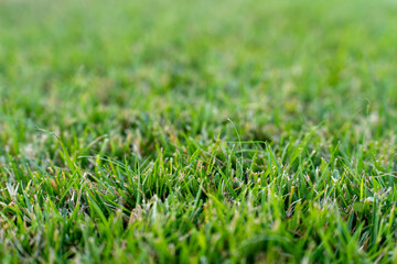 Close up of fresh green lawn.