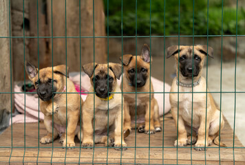 Sad Belgian Malinois puppies in outdoor cage on sunny spring day. Cute guard dog breed dogs with...