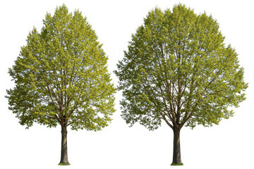 Two poplar trees isolated on white background