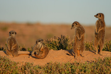 Four meerkats gather on a sandy mound, two standing tall on guard while the others rest and scratch in the warm evening sun. The desert landscape and soft light capture their social life perfectly.
