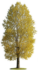 Yellow poplar tree isolated on white background