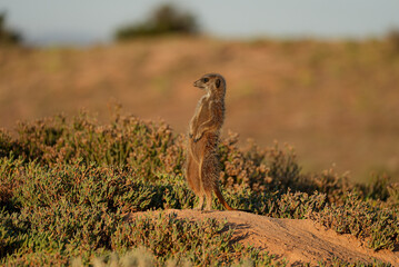 A solitary meerkat stands upright on a sandy mound surrounded by green vegetation, attentively...