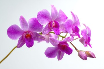 Vibrant Purple Orchid Branch, Studio Shot, Isolated on White, Elegant Floral Design, Spa and Wellness Theme, High-Resolution Image.