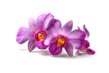 Fototapeta premium Vibrant Purple Orchid Branch, Studio Shot, Isolated on White, Elegant Floral Design, Spa and Wellness Theme, High-Resolution Image.