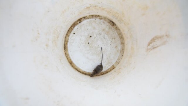 Jumping Mus musculus aka house mouse trapped. Small rodent living near to houses and people. Nature of Czech republic.