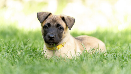 Playful Belgian Malinois puppies running and playing on a green grass field outdoors on a sunny day. Happy, active dogs ennjoying nature, training and having fun. Purebred working dog breed, energetic