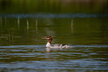 Merganser duck in the water 3