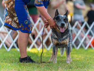 Dog obedience competition at the Royal Darwin Show 2025. Northern Territory, Australia.