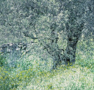 olivier arbre feuilles printemps nature sauvage fleurs sud ardeche paysage oliveraie  olivette  artistique olivetree  oliveleaves 
