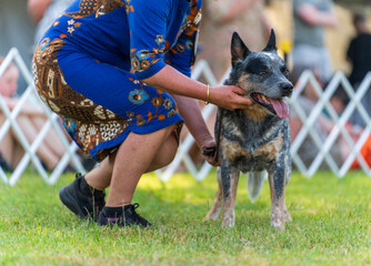 Dog obedience competition at the Royal Darwin Show 2025. Northern Territory, Australia.