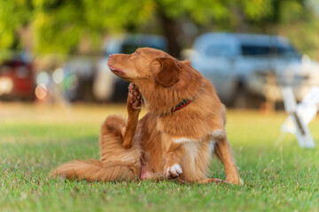 Dog obedience competition at the Royal Darwin Show 2025. Northern Territory, Australia.
