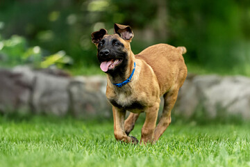 Playful Belgian Malinois puppies running and playing on a green grass field outdoors on a sunny day. Happy, active dogs ennjoying nature, training and having fun. Purebred working dog breed, energetic
