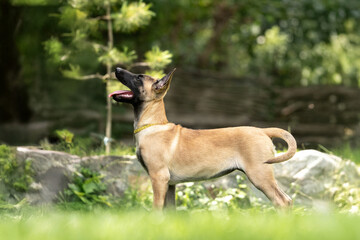 Playful Belgian Malinois puppies running and playing on a green grass field outdoors on a sunny day. Happy, active dogs ennjoying nature, training and having fun. Purebred working dog breed, energetic