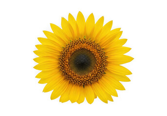 A vibrant yellow sunflower isolated on transparent background is in full bloom