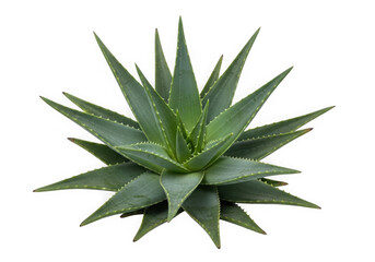 Fototapeta premium An aloe vera plant is isolated on transparent background, ready for healing