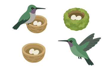 Hummingbird nesting icons. Isometric flat icon set of hummingbird nesting and eggs in a tiny cup nest. Moss camouflage nest and bird vector illustration collection.