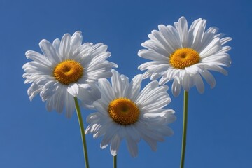 Three white daisies against a vibrant blue sky