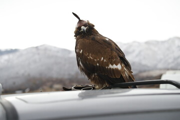 The Central Asian golden eagle is one of the largest representatives of its species.	