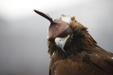 The Central Asian golden eagle is one of the largest representatives of its species.	