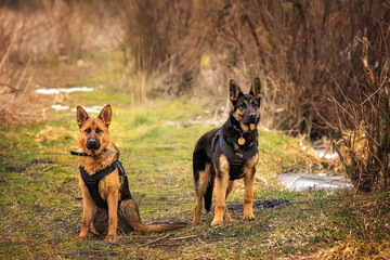 Two German Shepherd dogs in harnesses, one sitting and one standing, alert on a forest trail with...