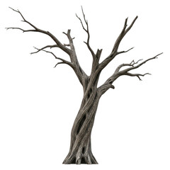 Fototapeta premium gnarled and twisted dead tree with bare branches, isolated on transparent background