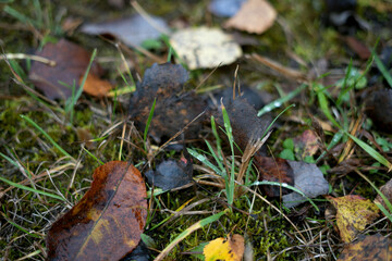close-up of autumn foliage on a grass-covered forest floor, exhibiting various shades of brown, yellow, and green, with dewdrops highlighting the vivid textures and natural beauty of the season