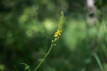 close-up of a tall yellow wildflower with delicate petals and long stem in a lush green forest setting with soft focus background, capturing a tranquil nature scene, simple, solitude, quiet, lush